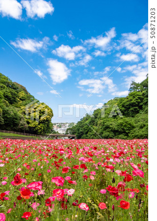 くりはま花の国　ポピー 50871203