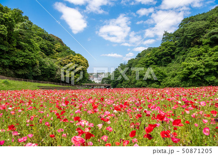 くりはま花の国　ポピー 50871205
