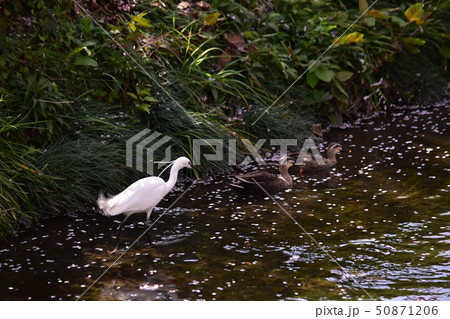 小鷺～Little Egret. 50871206