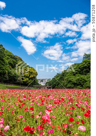 くりはま花の国　ポピー 50871208