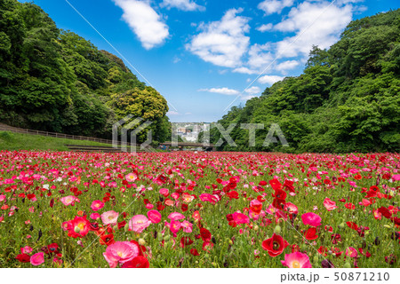 くりはま花の国　ポピー 50871210