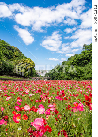 くりはま花の国　ポピー 50871212