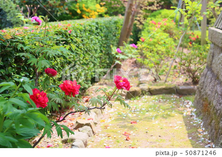 牡丹の花 牡丹の花 50871246