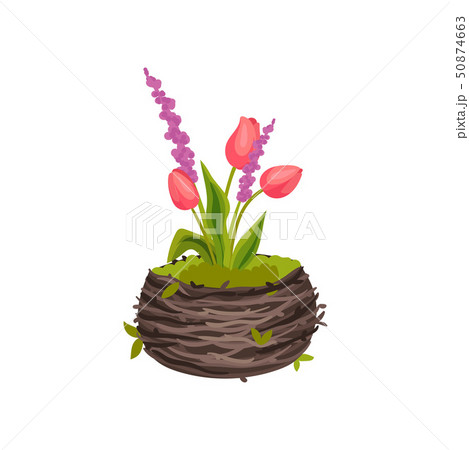 Three tulips growing in a pot-shaped nest. Vector image on white background. 50874663