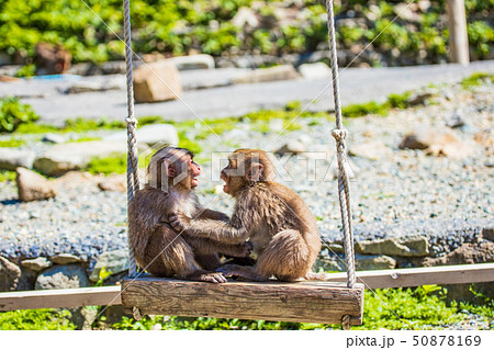 （静岡県）南伊豆・波勝崎の猿　ブランコを取り合う小猿 50878169