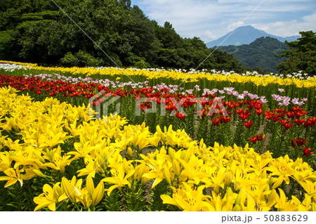 花回廊のユリ 50883629