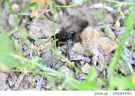 クロオオアリの巣 クロオオアリの巣 50884495