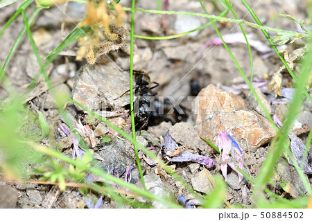 クロオオアリの巣 クロオオアリの巣 50884502