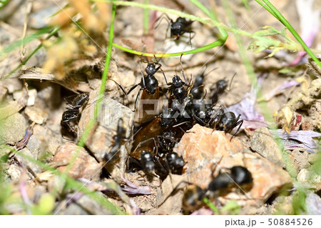 クロオオアリの巣 クロオオアリの巣 50884526