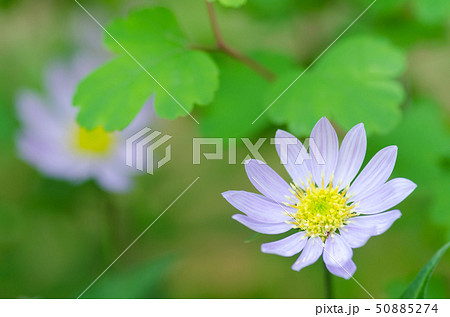 ミヤコワスレの花とアキカラマツの葉 ミヤコワスレの花とアキカラマツの葉 50885274