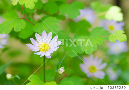 アキカラマツの葉とミヤコワスレの花 アキカラマツの葉とミヤコワスレの花 50885280
