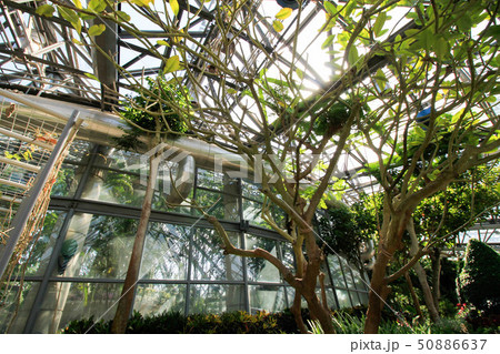 Yeomiji Botanical Garden 50886637