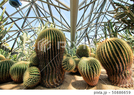 Yeomiji Botanical Garden 50886659
