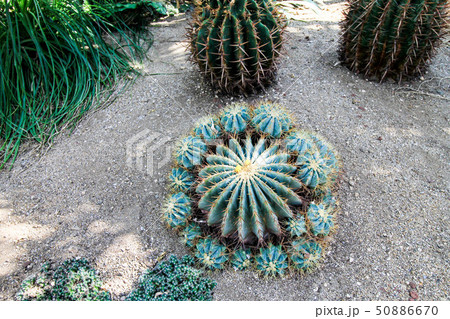 Yeomiji Botanical Garden 50886670