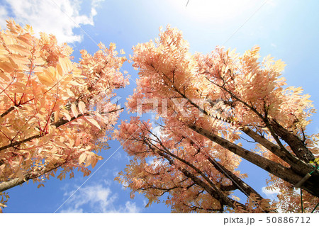 Yeomiji Botanical Garden 50886712