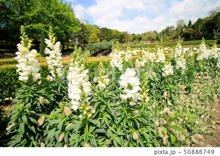 Yeomiji Botanical Garden 50886749