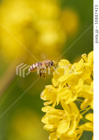 ミツバチ 菜の花 ホバリング 縦 ミツバチ 菜の花 ホバリング 縦 50887423