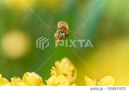 ミツバチ 飛翔 正面 菜の花 ミツバチ 飛翔 正面 菜の花 50887425