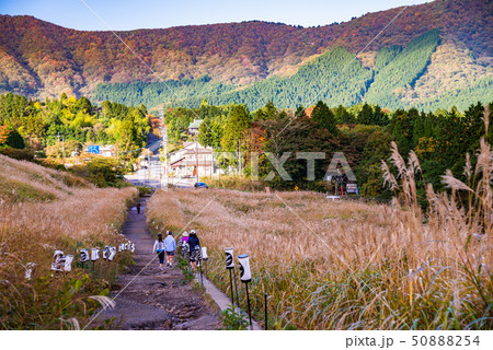 (神奈川県)箱根仙石原高原 ススキ野原 (神奈川県)箱根仙石原高原 ススキ野原 50888254