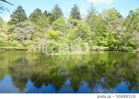 雲場池(長野県) 雲場池(長野県) 50888510
