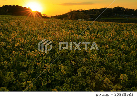 宮城県　ひまわりの丘の菜の花 50888933