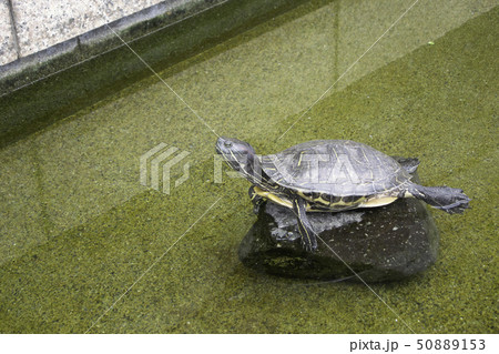 アカミミガメ　由比本陣公園 50889153