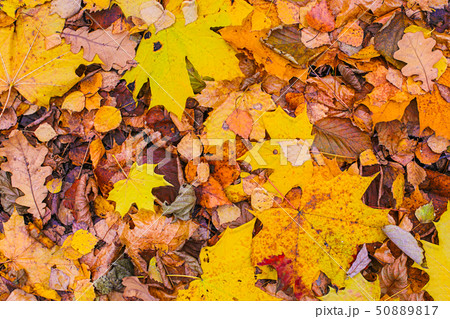 panno autumn leaves bright colorful background panno autumn leaves bright colorful background 50889817