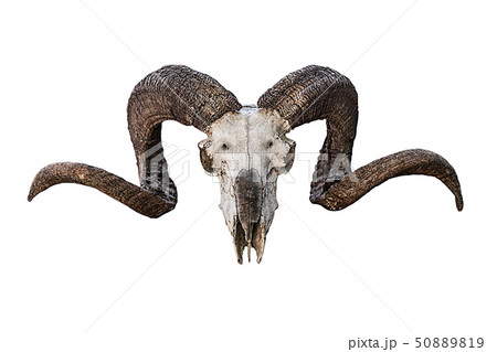 animal skull natural large curved brown horns on a animal skull natural large curved brown horns on a 50889819
