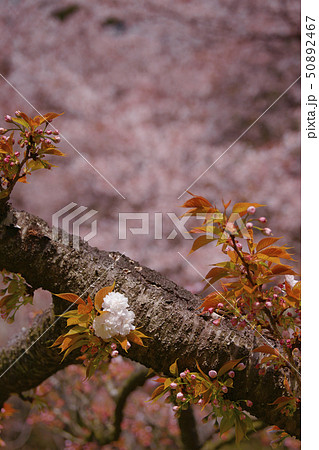 八重桜 50892467