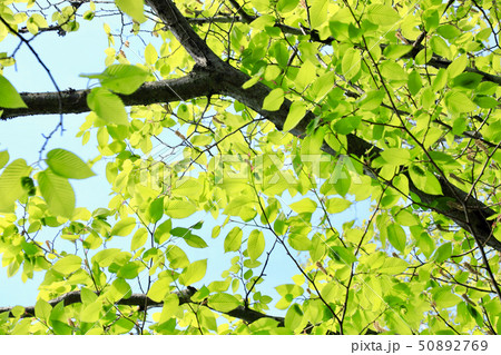 新緑・エコのイメージ（長野県） 50892769