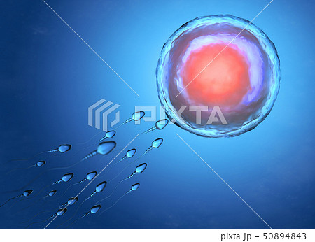Illustration of sperm and egg cell Illustration of sperm and egg cell 50894843