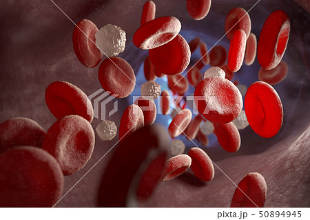 Red and white blood cells and in the vein 50894945