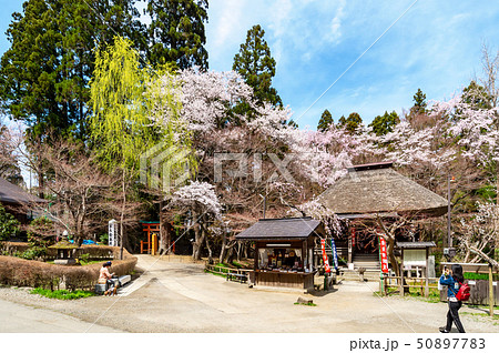 【岩手平泉】平泉中尊寺の春は青空の下で桜満開 【岩手平泉】平泉中尊寺の春は青空の下で桜満開 50897783