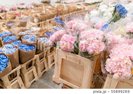 Warehouse refrigerator, Wholesale flowers for flower shops. Blue and pink hydrangea in a plastic Warehouse refrigerator, Wholesale flowers for flower shops. Blue and pink hydrangea in a plastic 50899269