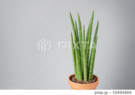 Sansevieria plants. Stylish green plant in ceramic pots on wooden vintage stand on background of 50899866