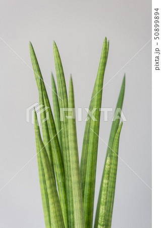 Sansevieria plants. Stylish green plant in ceramic pots on wooden vintage stand on background of 50899894