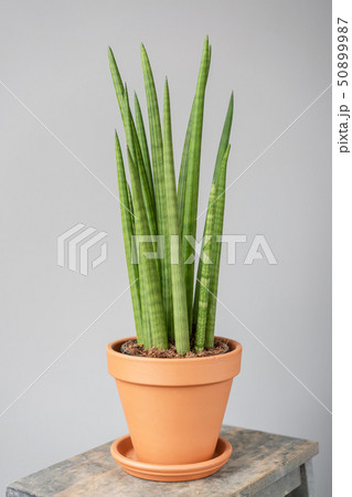 Sansevieria plants. Stylish green plant in ceramic pots on wooden vintage stand on background of Sansevieria plants. Stylish green plant in ceramic pots on wooden vintage stand on background of 50899987