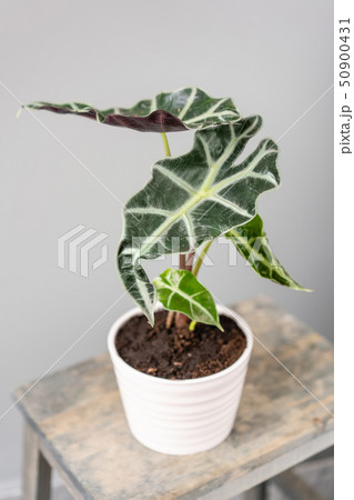 Alocasia plants. Stylish green plant in ceramic pots on wooden vintage stand on background of gray 50900431