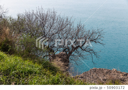 A green grass and graphic leaves free tree against a blue sea background 50903172