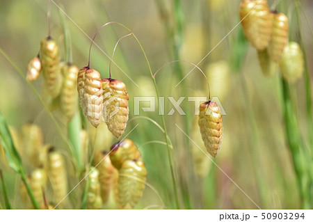 コバンソウ（小判草） 50903294