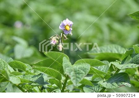ジャガイモの花 ジャガイモの花 50907214