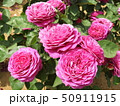 ピンクのバラ 50911915