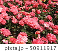 赤い薔薇 50911917