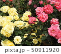 赤と黄色の薔薇 50911920