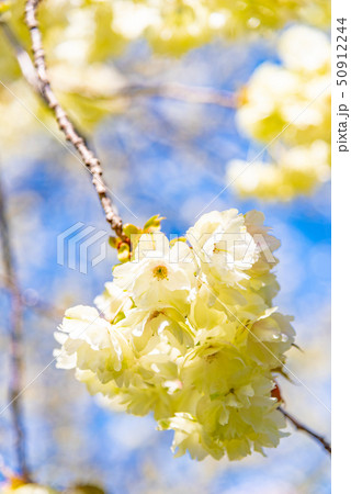 鬱金　桜 50912244