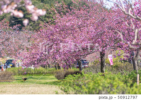 関山 桜 関山 桜 50912797