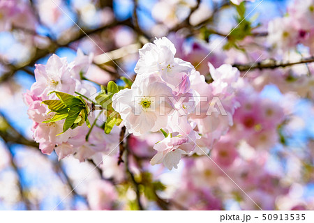 福禄寿　桜 50913535