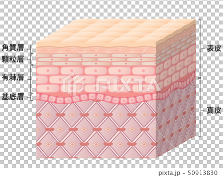 Skin cross section - Stock Illustration [50913830] - PIXTA