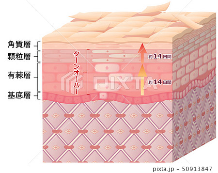 肌断面（ターンオーバー） 50913847