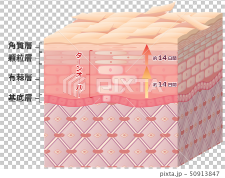 皮膚橫截面（翻身） 50913847